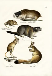 Talpa delle dune, 1824